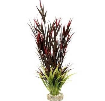 Blue Ribbon Gravel Base Plant - Wild Mountain Plant Red Cheap