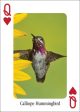 Hummingbirds Playing Cards Online