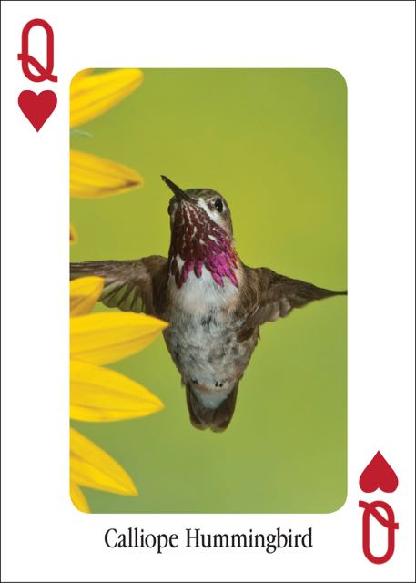 Hummingbirds Playing Cards Online