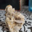 Spiralite Gemshell Specimen - Small For Sale