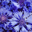 Cornflower Flower - Herb  ( Centaurea Cyanus ) - Herb Tea - Caffeine Free Online Sale