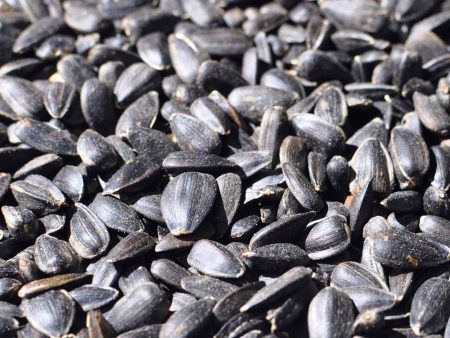 Black Oil Sunflower Seed Online Sale