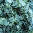 Eucalyptus Leaf (Eucalyptus globulus) - Herb Cheap