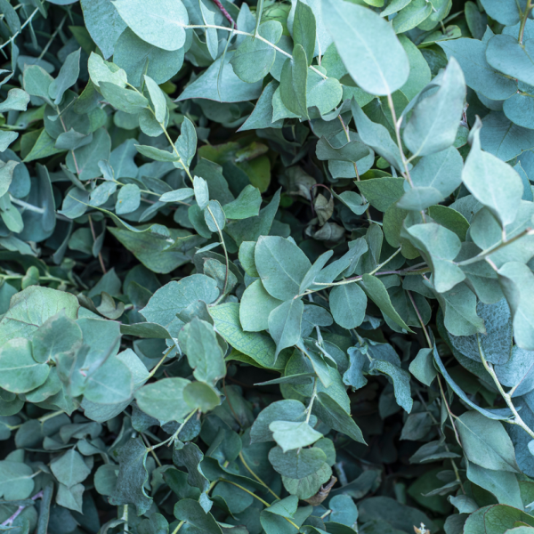 Eucalyptus Leaf (Eucalyptus globulus) - Herb Cheap