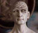 Phrenology Head 6  Cheap