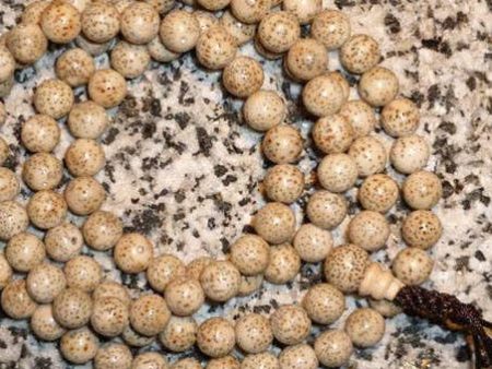 White Lotus Seed 108 Bead Mala Online Sale