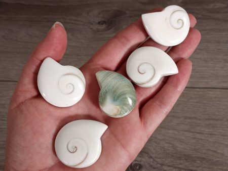 Natural Conch Shell Ammonite Shaped Cheap