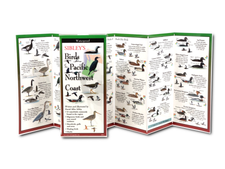 Sibley s Foldout Guide to Birds of the PNW Coast For Discount