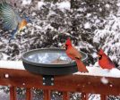 Bird Bath Songbird Spa Supply