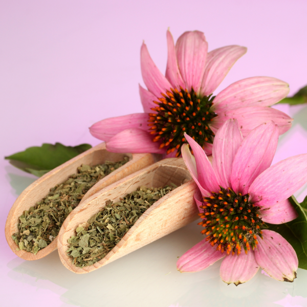 Echinacea Herb (Echinacea porpurea)
 - Herb Online Sale