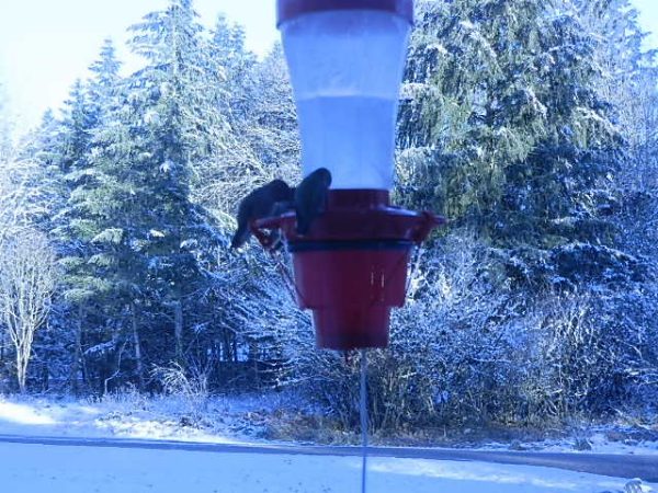 Heater for hummingbird feeders Fashion