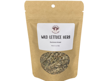 Wild Lettuce  Herb (Lactuca virosa) For Discount