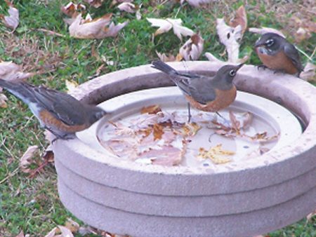 Bird Bath Raft Fashion