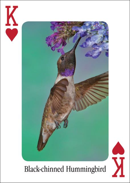 Hummingbirds Playing Cards Online