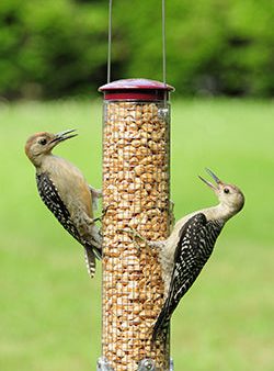 Peanut Mesh Feeder Quick-Clean Sale