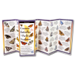 Foldout Guide to Common Butterflies of the PNW For Sale