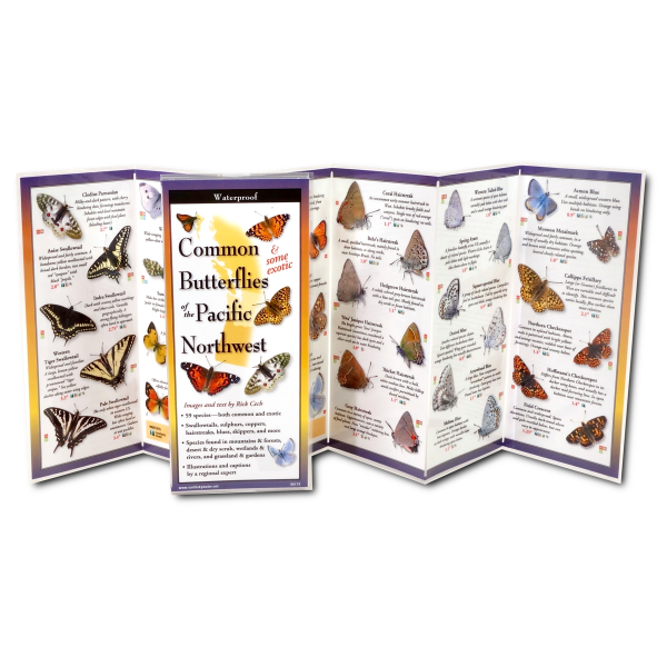 Foldout Guide to Common Butterflies of the PNW For Sale