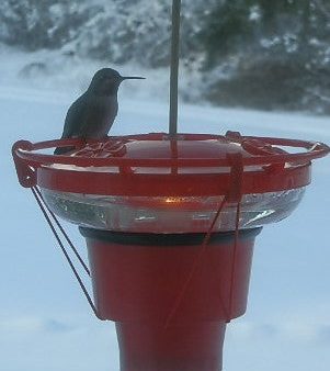 Heater for hummingbird feeders Fashion