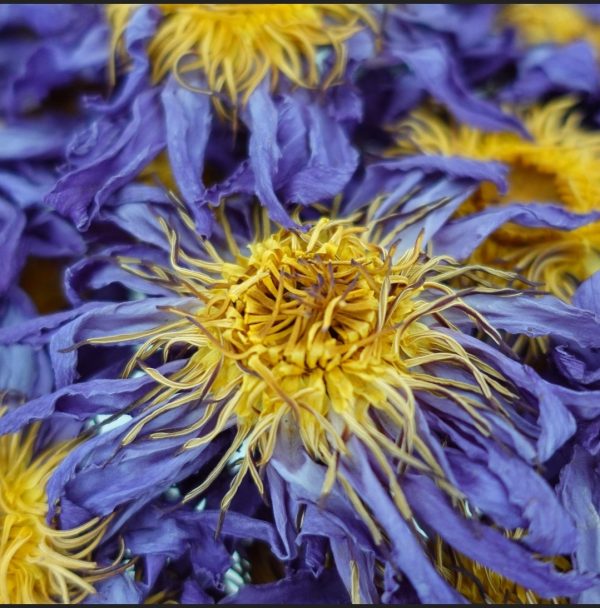 Blue Lotus - Organic Dried Flowers in Apothecary Jar Online Sale