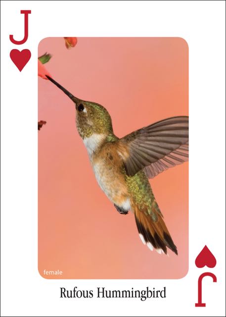 Hummingbirds Playing Cards Online