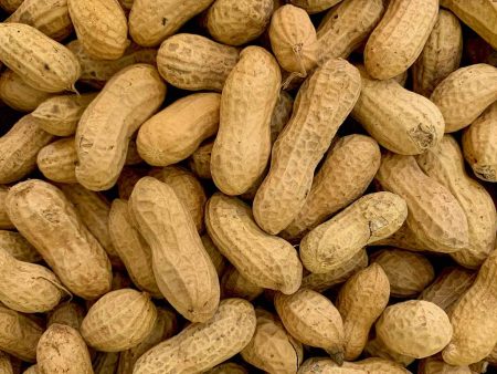 Peanuts Whole In Shell Supply