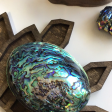 Abalone Shells, Very Blue For Cheap