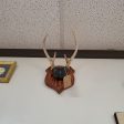 Boho Wall Art Antlers - Mounted Fashion