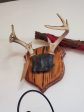 Boho Wall Art Antlers - Mounted Fashion