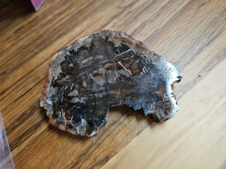 Petrified Wood Slice Small Discount