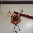 Boho Wall Art Antlers - Mounted Fashion